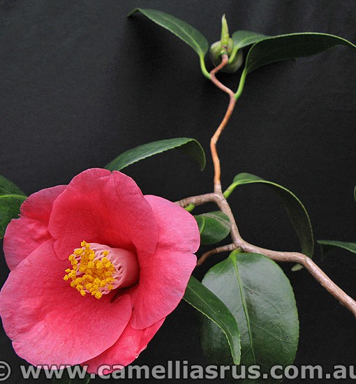 Unryu Camellias R Us