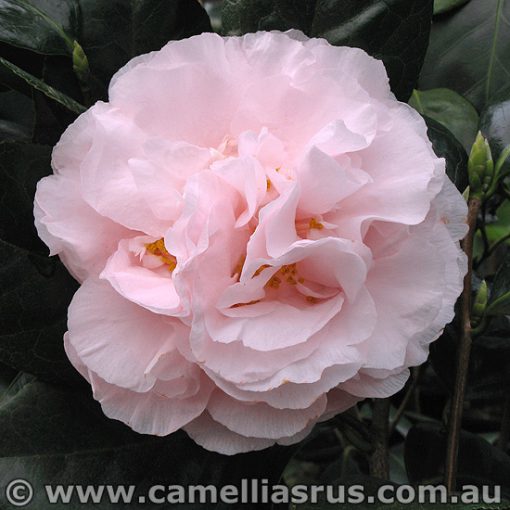 Camellias for sale - Camellias R Us