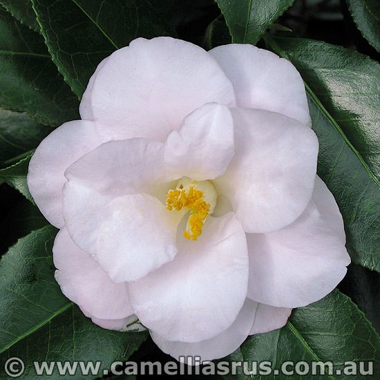 Camellia Japonicas – Camellias R Us