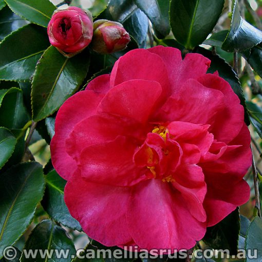 Marge Miller (groundcover) – Camellias R Us