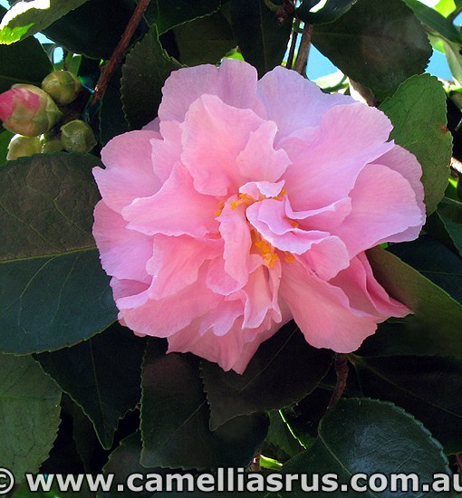 Marge Miller (groundcover) – Camellias R Us