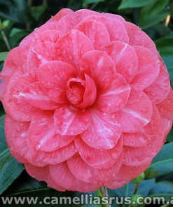 Camellia Japonicas – Page 4 – Camellias R Us