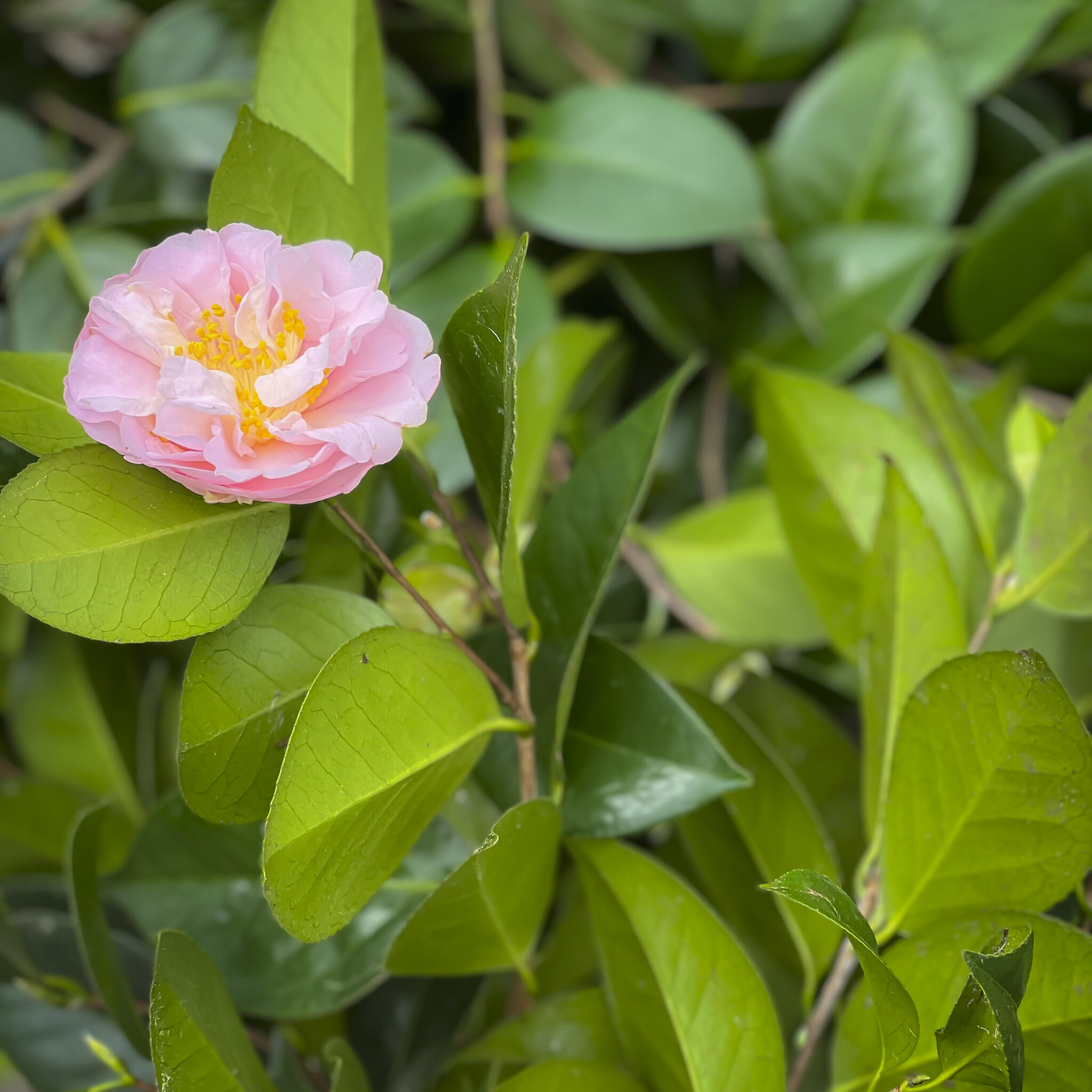 Camellias for sale - Camellias R Us